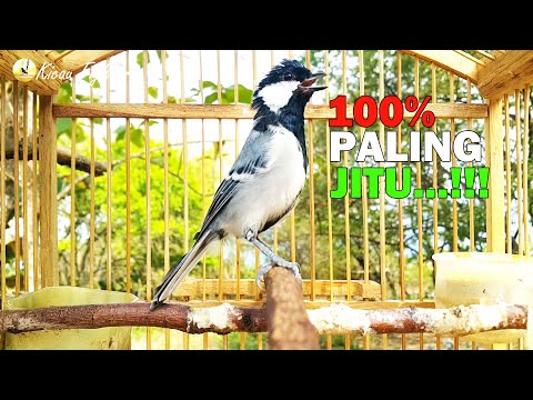 100% LANGSUNG RESPON...!!! Apapun Jenis Glatik.Nya Pasti NYAUT GACOR Dengan Satu Kali PANCINGAN