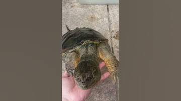 Gizmo my common snapping turtle knows his name and comes towards you. #shorts