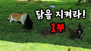 (Protect the Chicken Part 1) The last yard joint project of 11 cats and chickens!