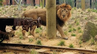 What inspired Land of the Lions?