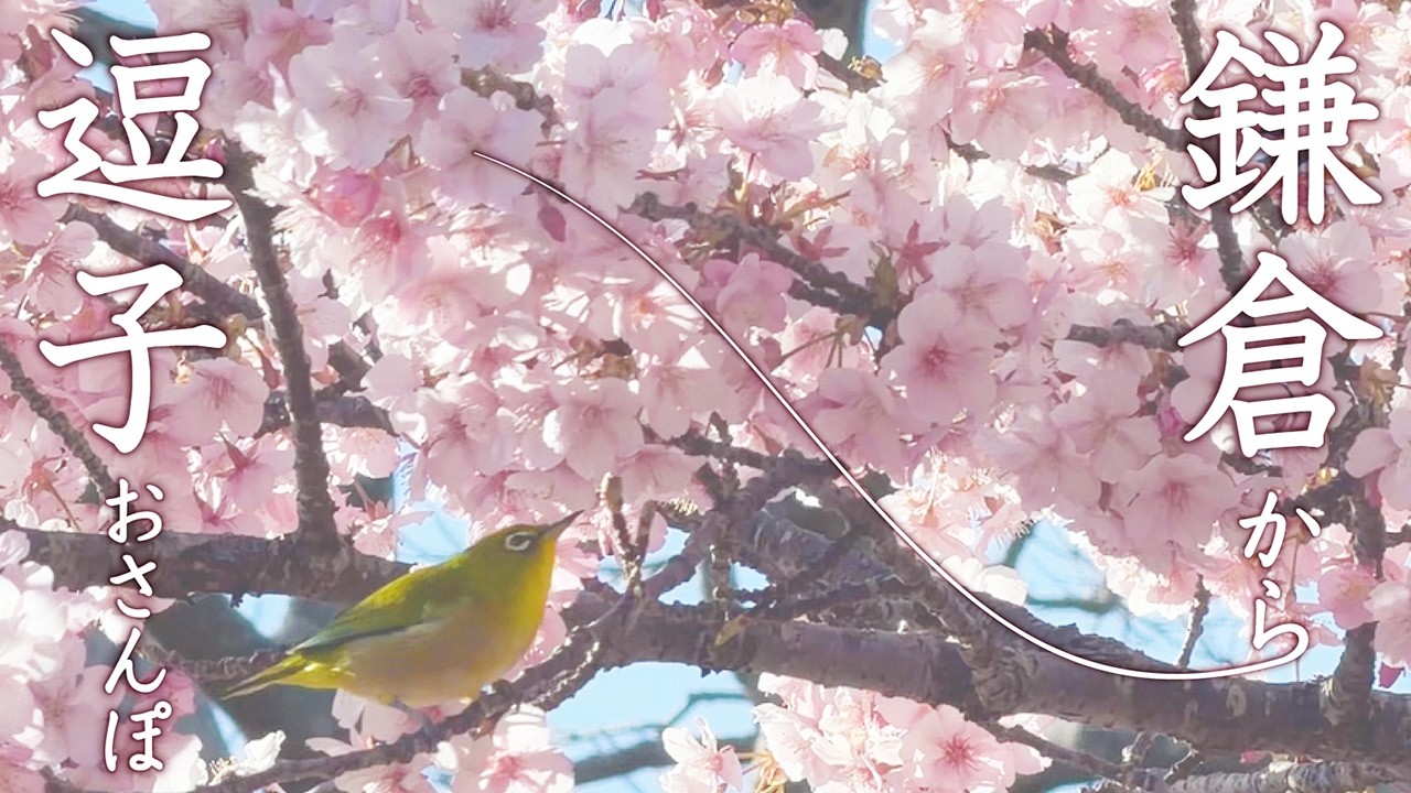 河津桜が満開！【 鎌倉〜逗子おさんぽ 】〜春をさがして、海街さんぽ〜