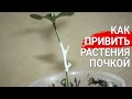 Как привить растения почкой   |  Мастер-класс по прививке лимона и любых растений