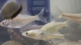 初投稿 初心者による モツゴ飼育 Youtube