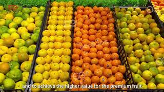 Fruit Intelligent Sorting Line