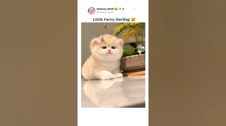Video 10219591: persian kitty, beautiful persian, cat kitten cutecat pets, cat kitten cute pets, cutest cats, little furry, kittycat