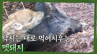 도태된 새끼는 어미가 처리해야 한다. 충격적이고 치열한 야생 멧돼지의 삶 | KBS 환경스페셜 040602 방송