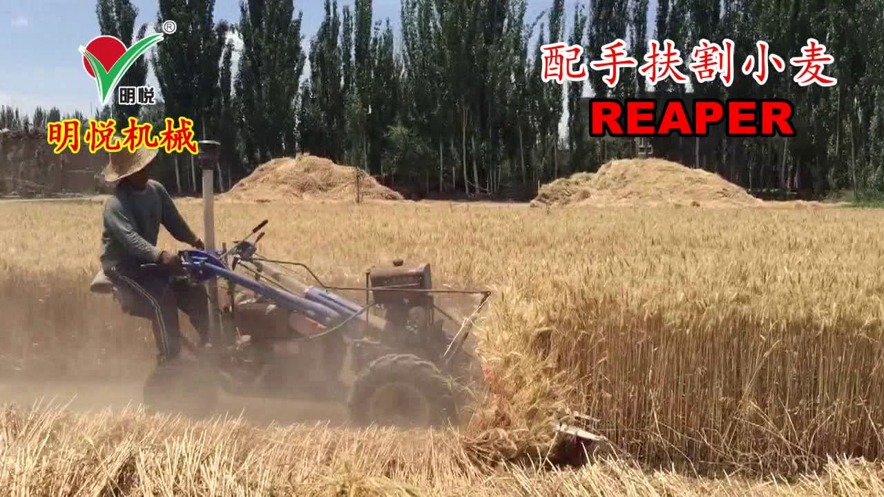 018 walking tractor reaper harvesting wheat Yancheng Mingyue