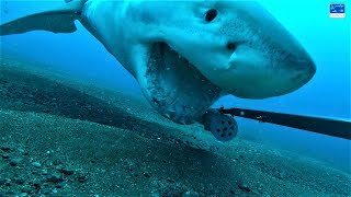 看大白鯊咬起海底攝影機《國家地理》雜誌