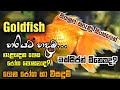 Information about goldfish and goldfish care in sinhala/goldfish sinhala.