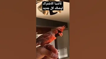تغريد طائر الكاردينال Animals Bird Angry Canary 