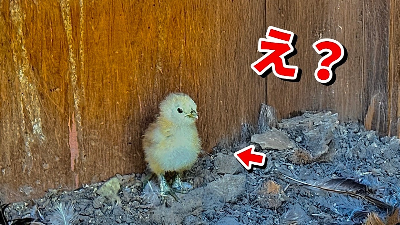 放置されていた卵から生まれたヒナを連れて帰ると…