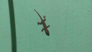 Baby Lizard Run to Hide Gecko Chipkali Balli tiktik - Domestic Discovery