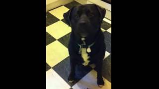 Labrottie Dog Speaking On Command