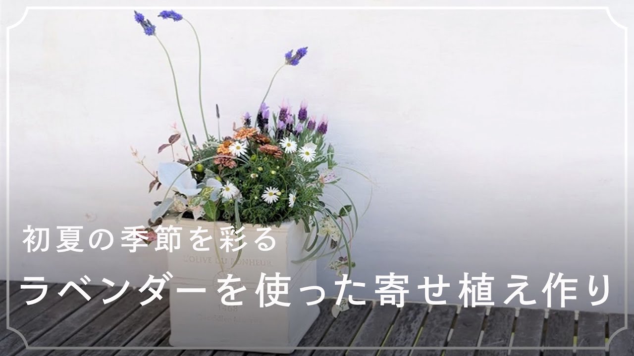ラベンダーを使った寄せ植えの作り方 初夏の季節を彩りましょう Lovegreen ラブグリーン