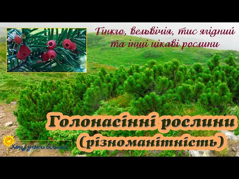 Різноманітність та значення голонасінних рослин