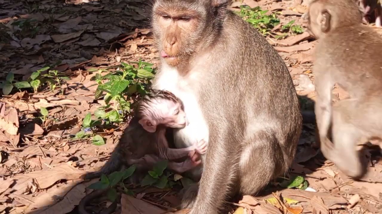 Baby Monkey so cute Monkey from Mohanokor Group Wildlife SR
