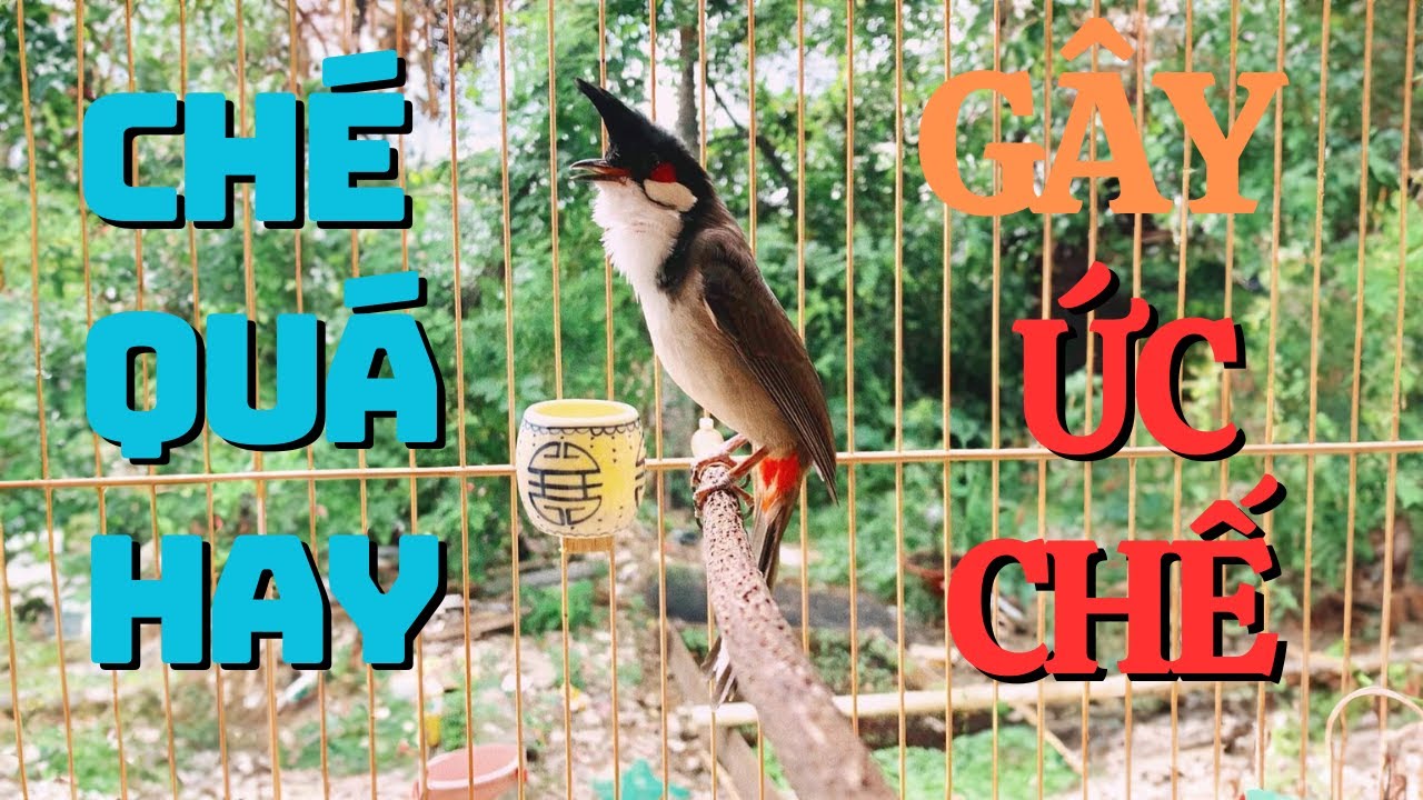 Chào Mào Kích Bổi Lên Lửa!.. Luyện Chào Mào Hót Đấu - Chào Mào Kích Trống Hót Căng Lửa. chào mào đấu