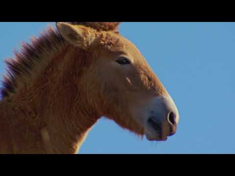 Vidéo: Le Cheval De Przewalski. La Nouvelle Hypothèse Sur La Sauvagerie Secondaire Du 