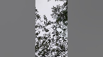 2 Oktober 2024 - Sky Canvas: Nature