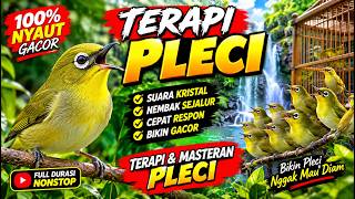 TERAPI SUARA BURUNG PLECI AGAR CEPAT BUNYI,KOLONI BURUNG PLECI ,PENGGACOR PLECI BELAJAR NGERIWIK..