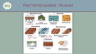 ВПР по биологии № 2 6 класс