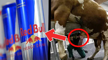 Come viene creata la Red Bull?