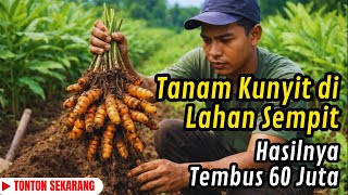Tanpa Alat Mahal. Tanpa Lahan Luas. Kunyit Ini Menghasilkan 60 Juta. Begini Caranya!