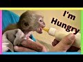 Baby Monkey Drinking Bottle and Talking!  (So Cute)  😍