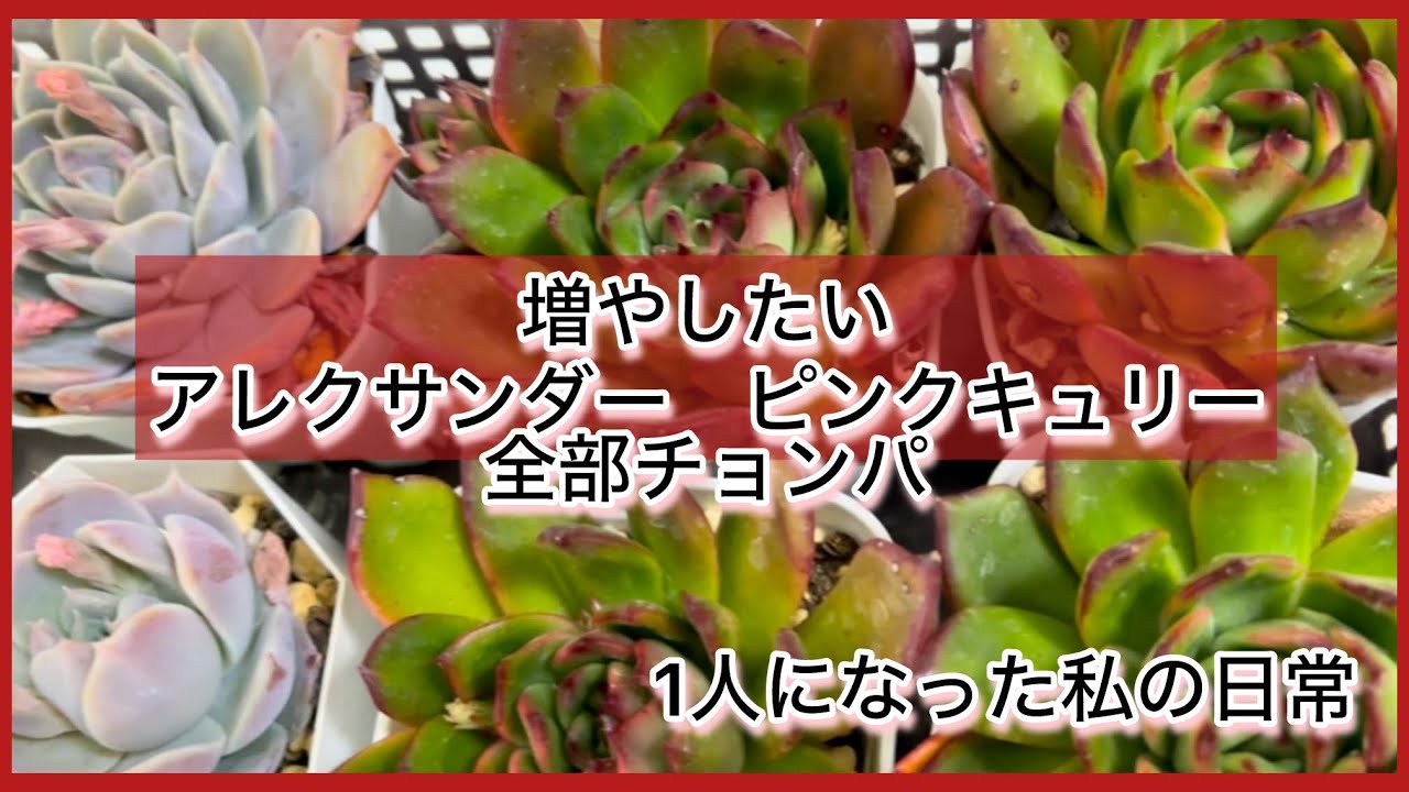 [多肉植物]増やしたいアレクサンダーとピンクキュリー全部チョンパ^_^1人になった私の戯言