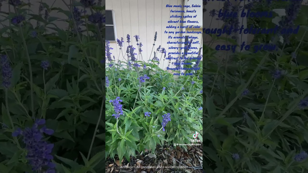 Texas Native Plant Pollinator Garden:  Blue Mealy Sage