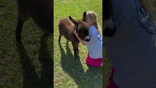 Donkey loves attention 😍😍 #FarmLife