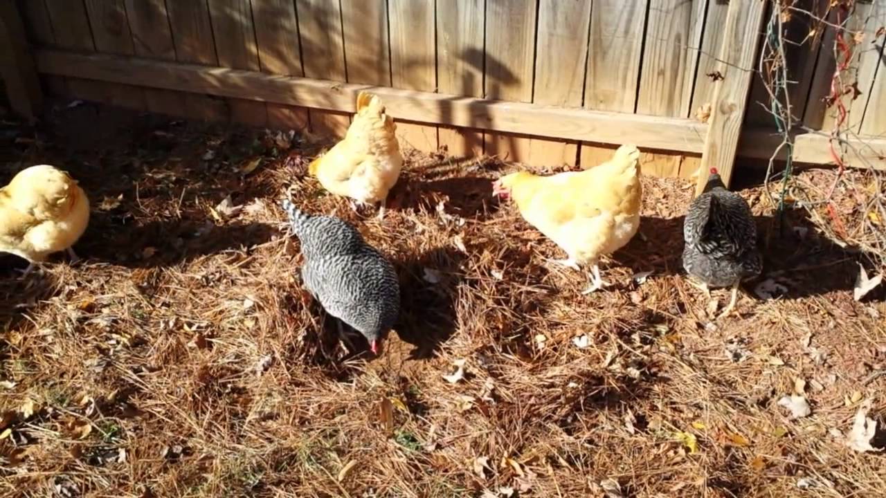 Chickens scratching in the pine straw YouTube