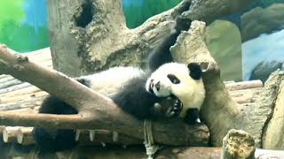 天天愛圓仔仔324天完整精華版