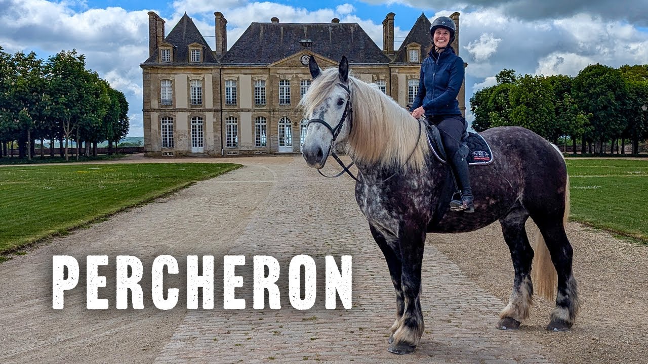 Riding the Percheron Draft Horse in France! DiscoverTheHorse