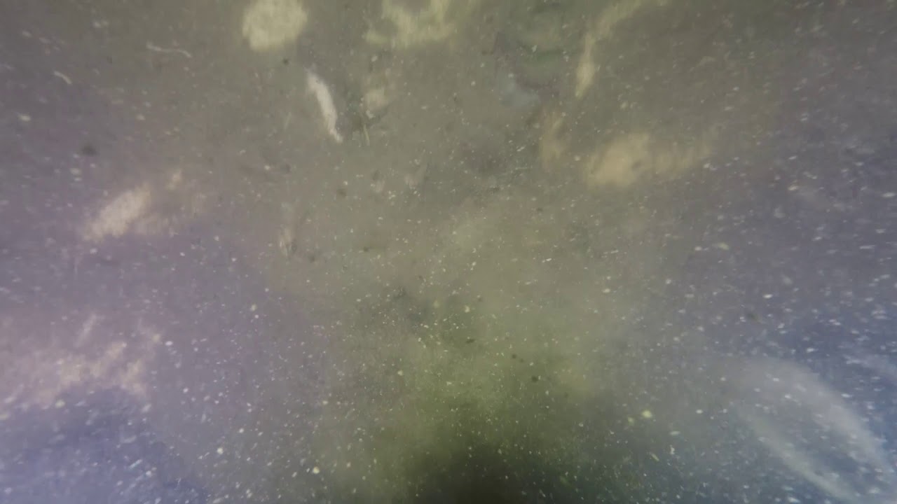 Cooper River Meg Tooth Find