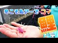 大鯉はルアーで狙って釣れるんです‼️ の動画、YouTube動画。