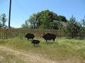 Трудная поездка за судаком   Жара, звери и комары!