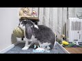 フレンチロップの「ばおばぶちゃん」特技を披露してくれました！