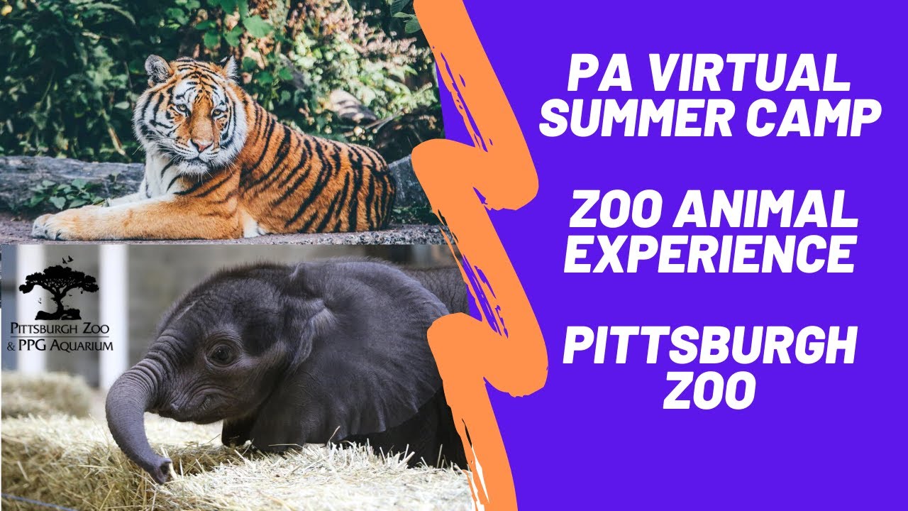 PA Virtual Summer Camp Pittsburgh Zoo YouTube