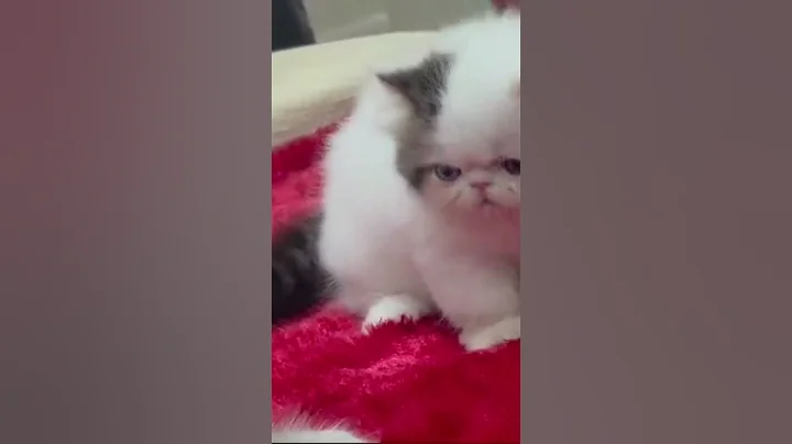 Watch the video about Exotic kitten is Beautiful