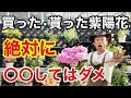 【一晩で枯れる】紫陽花の失敗しない管理方法教えます        【カーメン君】【園芸】【ガーデニング】【初心者】