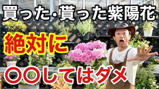 【一晩で枯れる】紫陽花の失敗しない管理方法教えます　　　　　　　　【カーメン君】【園芸】【ガーデニング】【初心者】 by 「カーメン君」ガーデンチャンネル 237,047 views 3 weeks ago 36 minutes