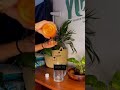 Sea Buckthorn Juice Review by beingyogi0 | TheWellnessShop.in