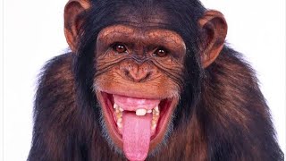 Status wa lucu||bikin ngakak|| story wa terbaru 30 detik