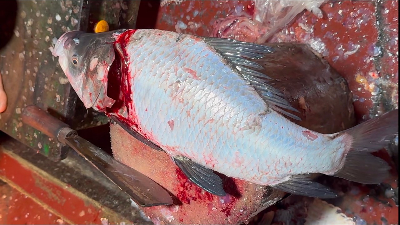 Amazing Catla Carp Fish cutting processing..🐟 #fish - YouTube