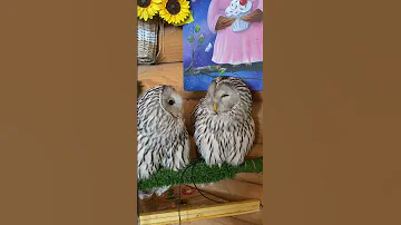 Совы хахатушки 😂😂 #сова #музейсовушек #филосовия #токсово #owl