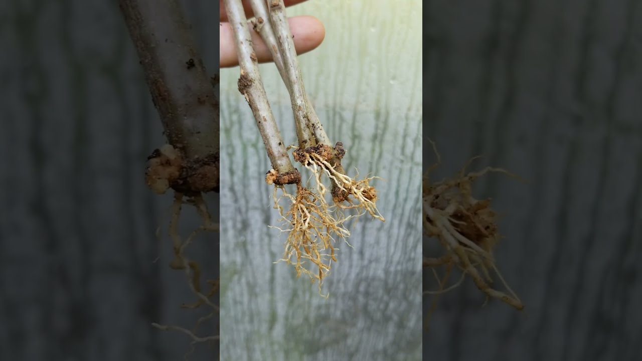 Free Plants Propagate Hardwood Cuttings