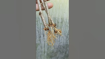 Free Plants - Propagate Hardwood Cuttings