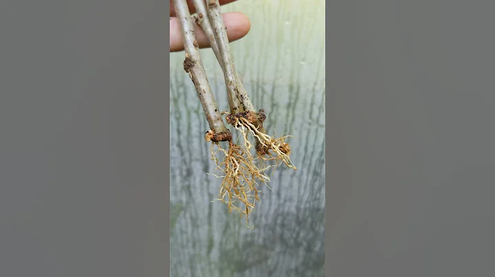 Free Plants - Propagate Hardwood Cuttings