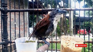 PANCINGAN BUNYI BURUNG SNIPER AMPUH